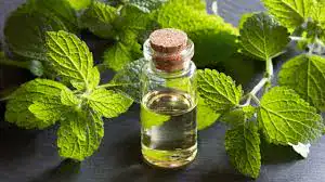 Το θαυματουργό μελισσόχορτο: Μειώνει το στρες, ενισχύει τη μνήμη και ανακουφίζει το πεπτικό σύστημα