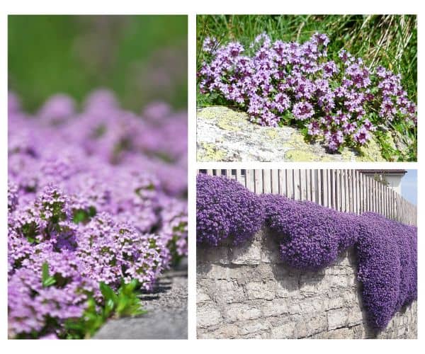 Θυμάρι:Το φυτό που ανθίζει, μοσχοβολά και κρατά μακριά τα κουνούπια από τον κήπο σας