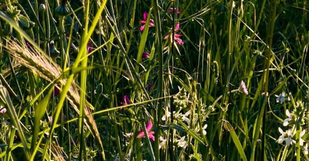 Λόφος Art Project: Έκθεση φωτογραφίας φυσικού μικρόκοσμου του βραβευμένου φωτογράφου Παναγιώτη Δαλαγιώργου