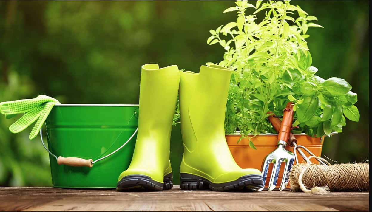 Ξυπνώντας τον μικρό μας κήπο: Πώς να προετοιμάσουμε τα φυτά μας για την Άνοιξη 