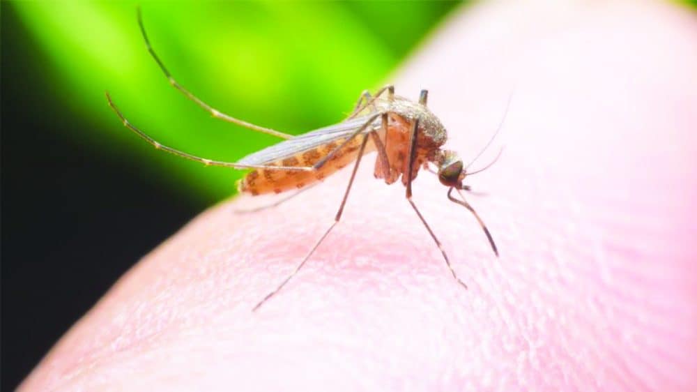 8 γρήγορες και φυσικές λύσεις για το τσίμπημα των κουνουπιών