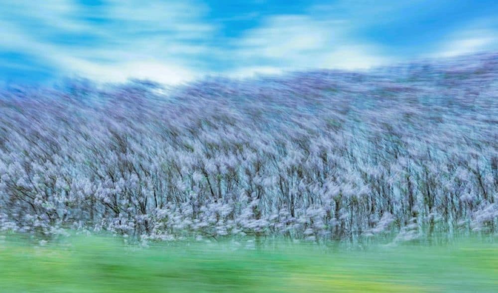 Τάσος Βρεττός: «?Trees Dance!» στη Nitra Gallery
